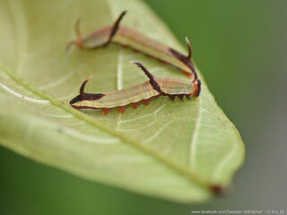 Cyrestis nivea nivalis