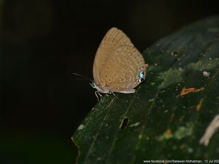 Arhopala epimuta epiala