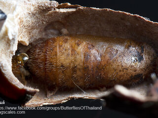 Bindahara phocides phocides