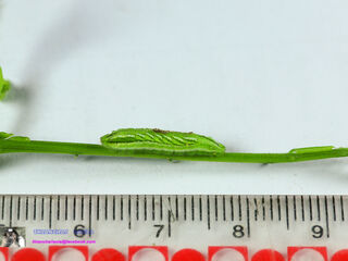 Surendra quercetorum quercetorum