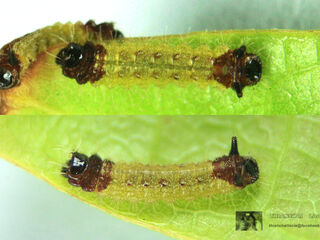 Spindasis lohita himalayanus