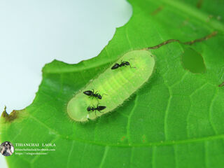 Arhopala atosia jahara