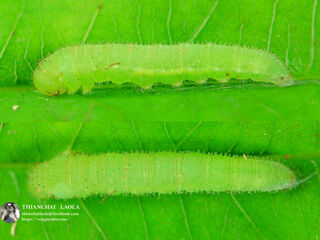 Eurema hecabe hecabe