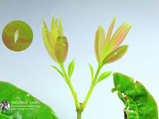 Eurema hecabe hecabe