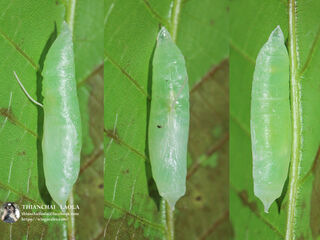 Ancistroides curvifascia curvifascia