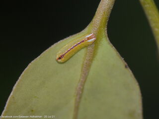 Dacalana burmana burmana