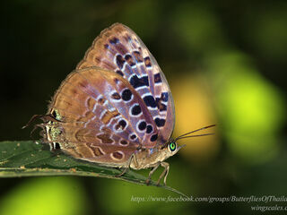 Arhopala anthelus anthea