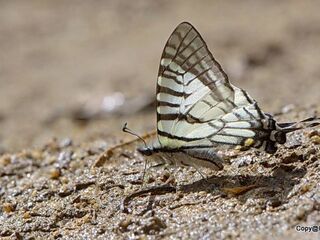 Graphium mandarinus fangana