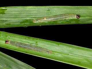 Telicota bambusae bambusae