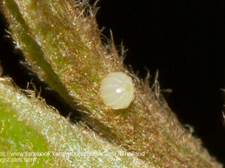 Badamia exclamationis