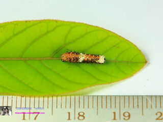 Papilio clytia clytia