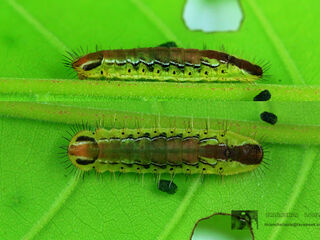Arhopala centaurus nakula