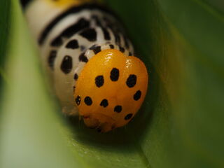 Burara gomata gomata