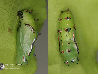 Phalanta phalantha phalantha