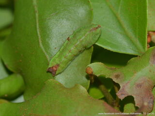 Tajuria deudorix ingeni