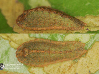 Tajuria yajna ellisi