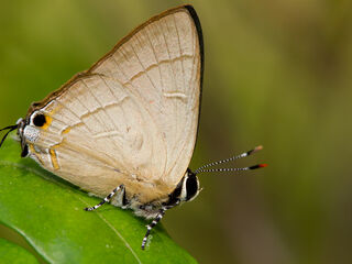 Rapala dieneces dieneces