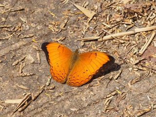 Cirrochroa aoris olivacea