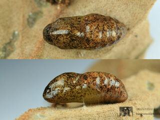 Rapala dieneces dieneces