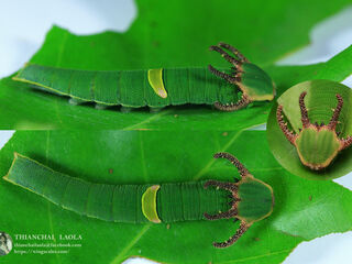 Polyura schreiber assamensis