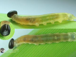 Ancistroides paralysos asawa