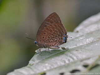 Arhopala vihara hirava