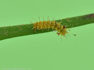 Euthalia lubentina chersonesia