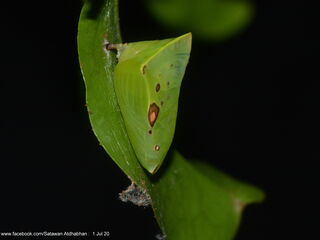 Euthalia lubentina chersonesia