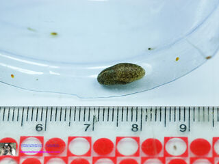 Hypolycaena erylus himavantus