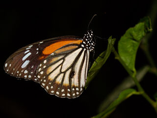 Danaus melanippus hegesippus