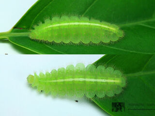 Zemeros flegyas allica