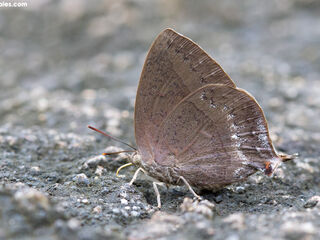 Amblypodia anita anita