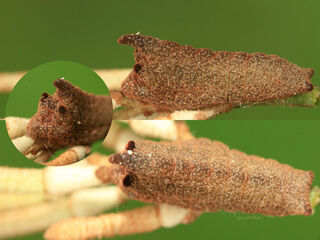 Pratapa icetoides icetoides