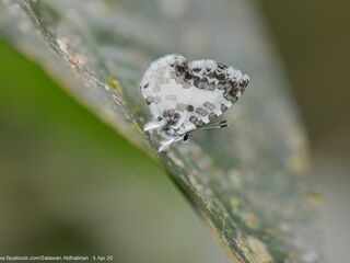 Taraka mahanetra mahanetra