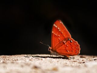 Sibosia burnii timaeus