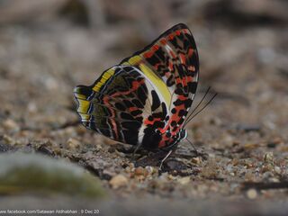 Agatasa calydonia calydonia