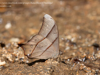 Lethe sinorix sinorix