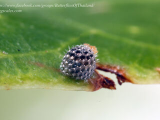 Neptis harita preeyai