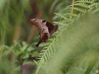 Meandrusa lachinus aribbas