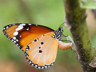 Danaus chrysippus chrysippus