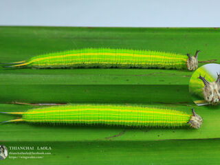 Elymnias nesaea apelles