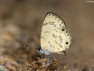 Prosotas lutea sivoka