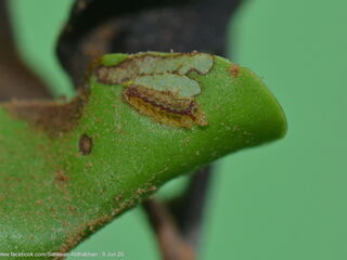 Tajuria deudorix ingeni