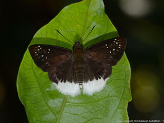 Hesperiidae (วงศ์ผีเสื้อบินเร็ว)