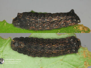 Charana mandarina mandarina