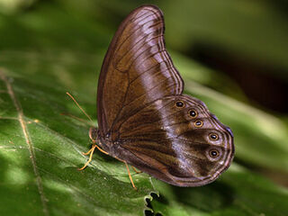 Coelites epiminthia binghami