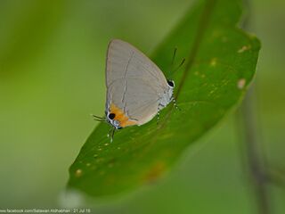 Bullis stigmata sylvicola