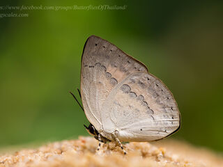 Curetis tagalica jopa