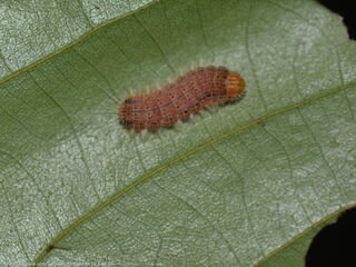 Poritia philota philota