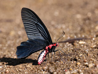 Atrophaneura aidoneus